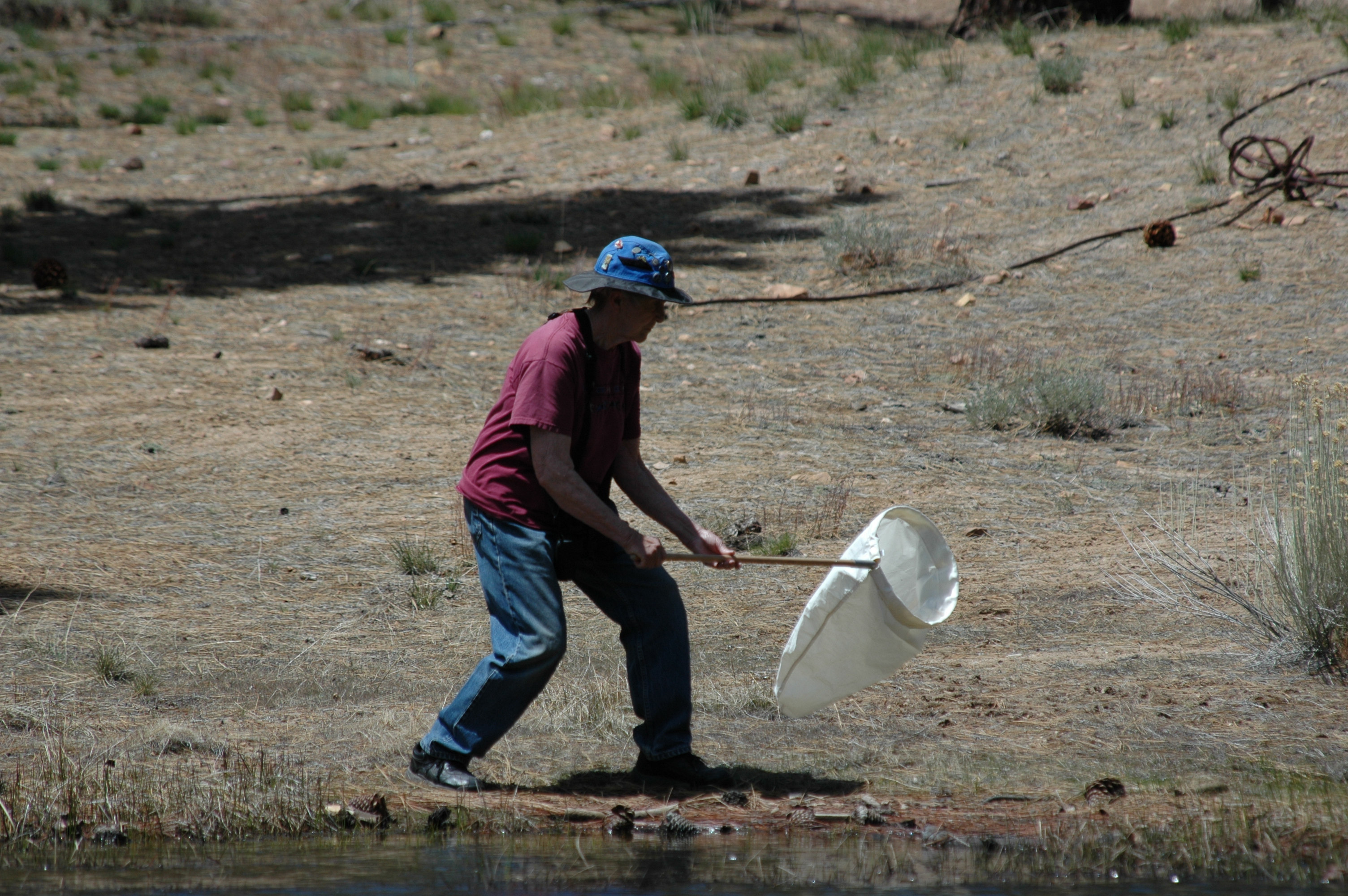 photo: Flo hunting dragonflies